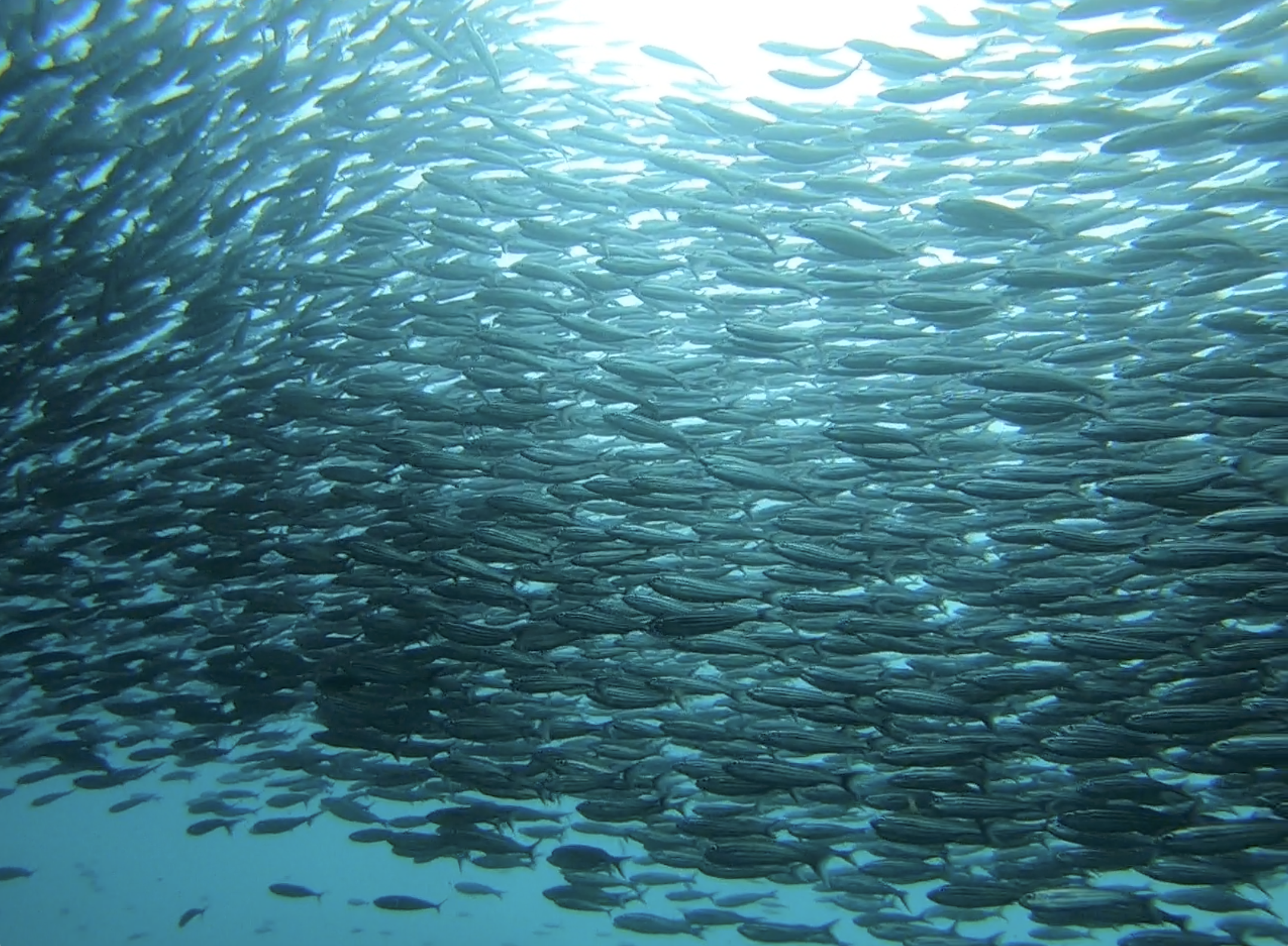 Sardine bait ball mass