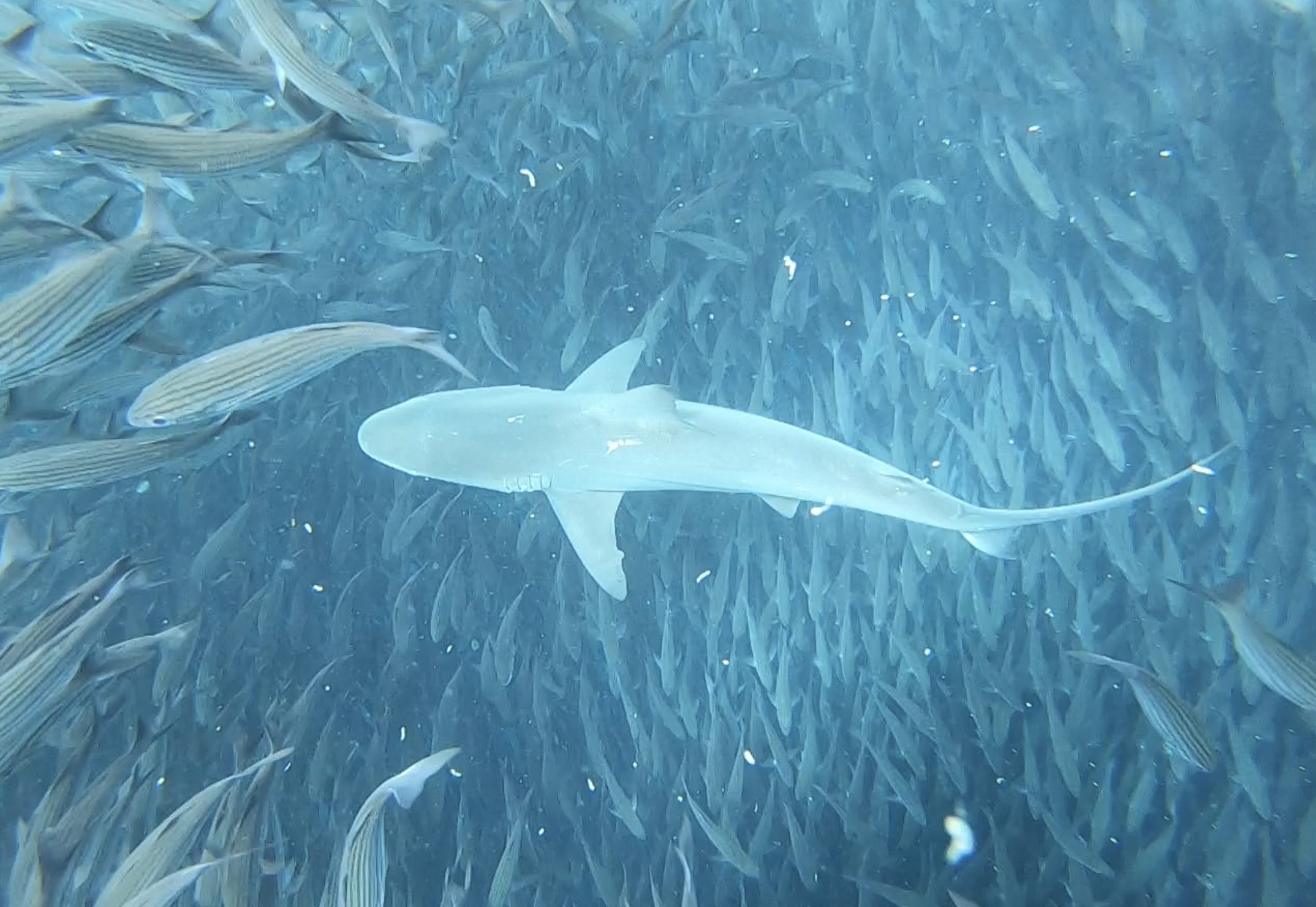 Reef shark in bait ball