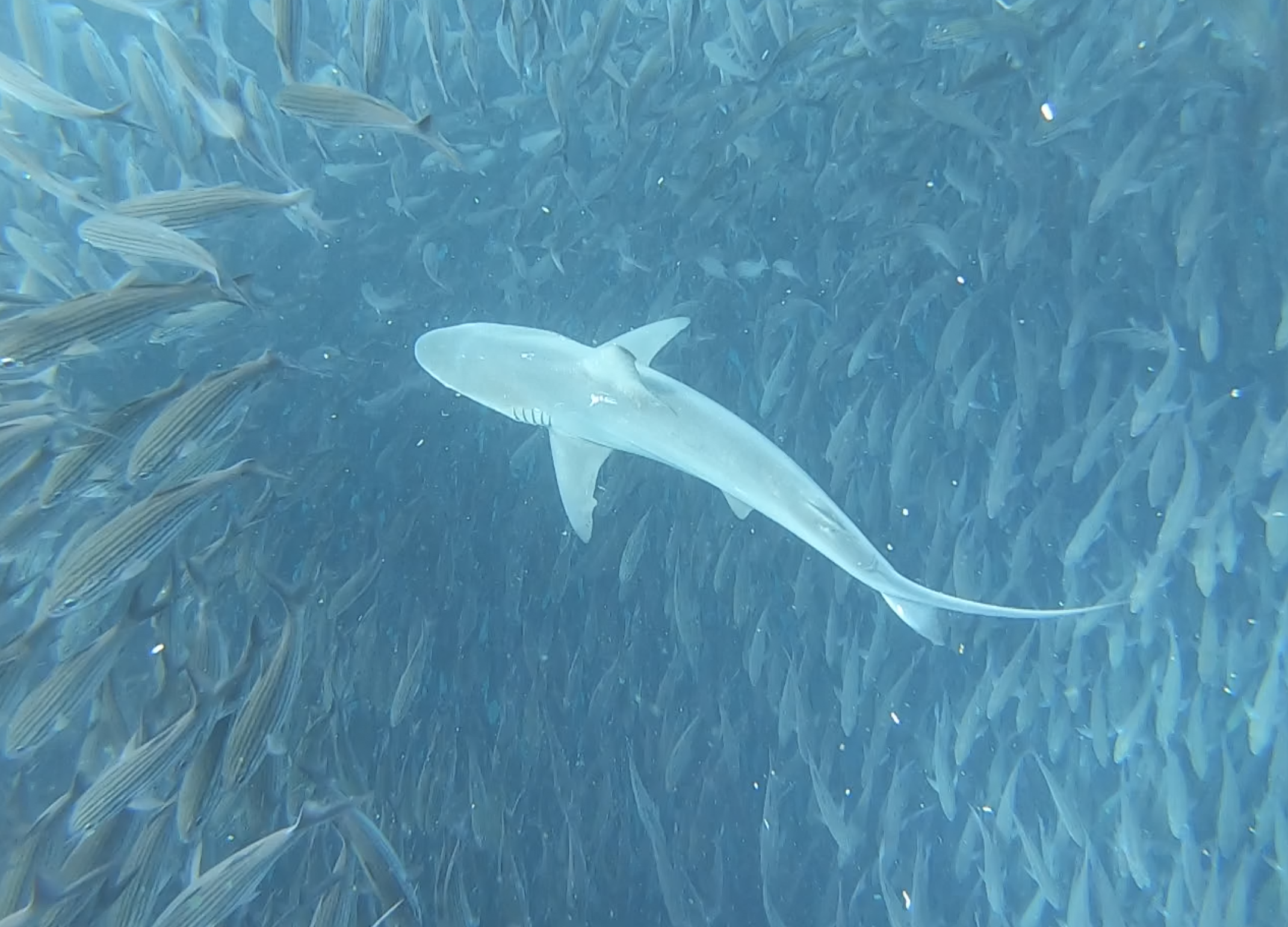 Reef shark bait ball lateral