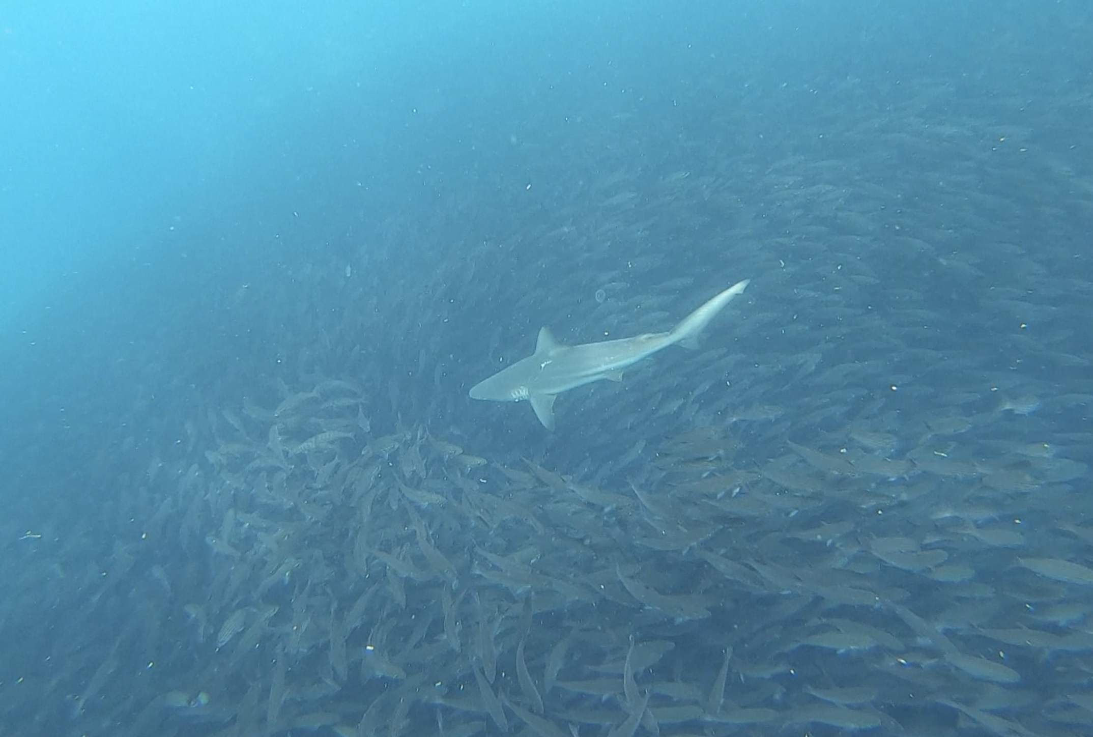 Shark in dense bait ball