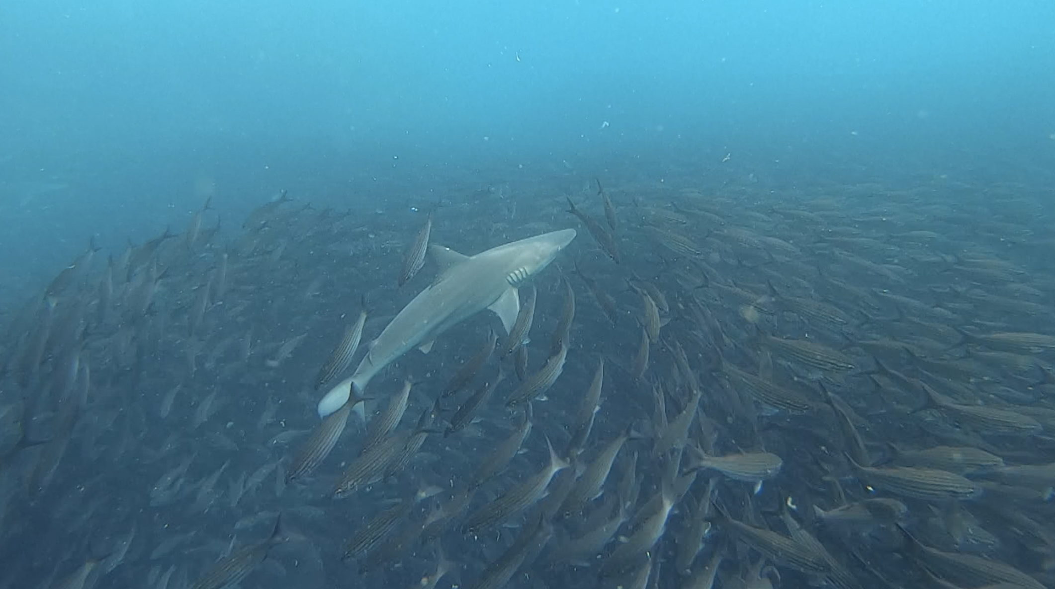 Reef shark hunting bait ball wide