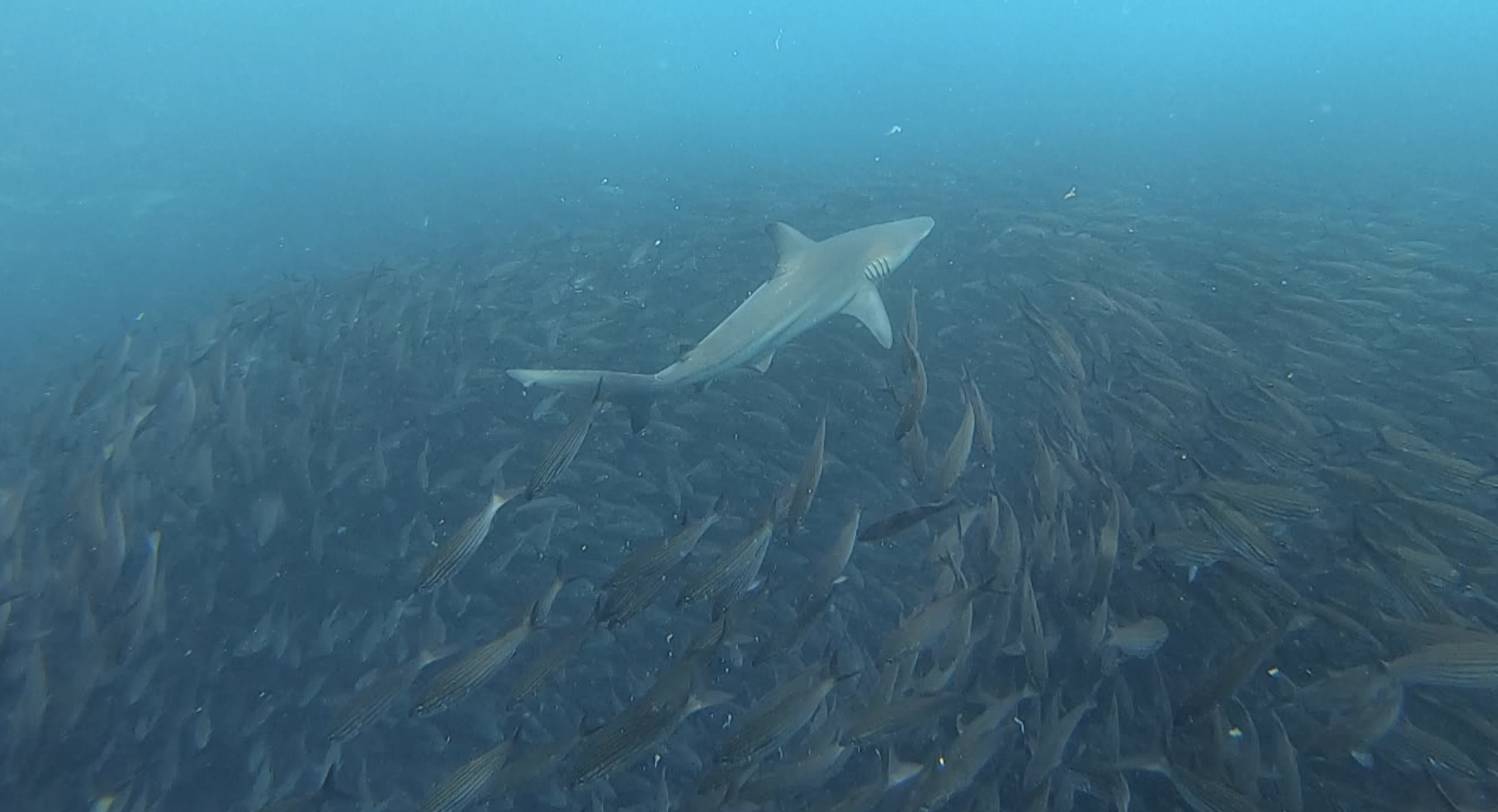 Shark bait ball close