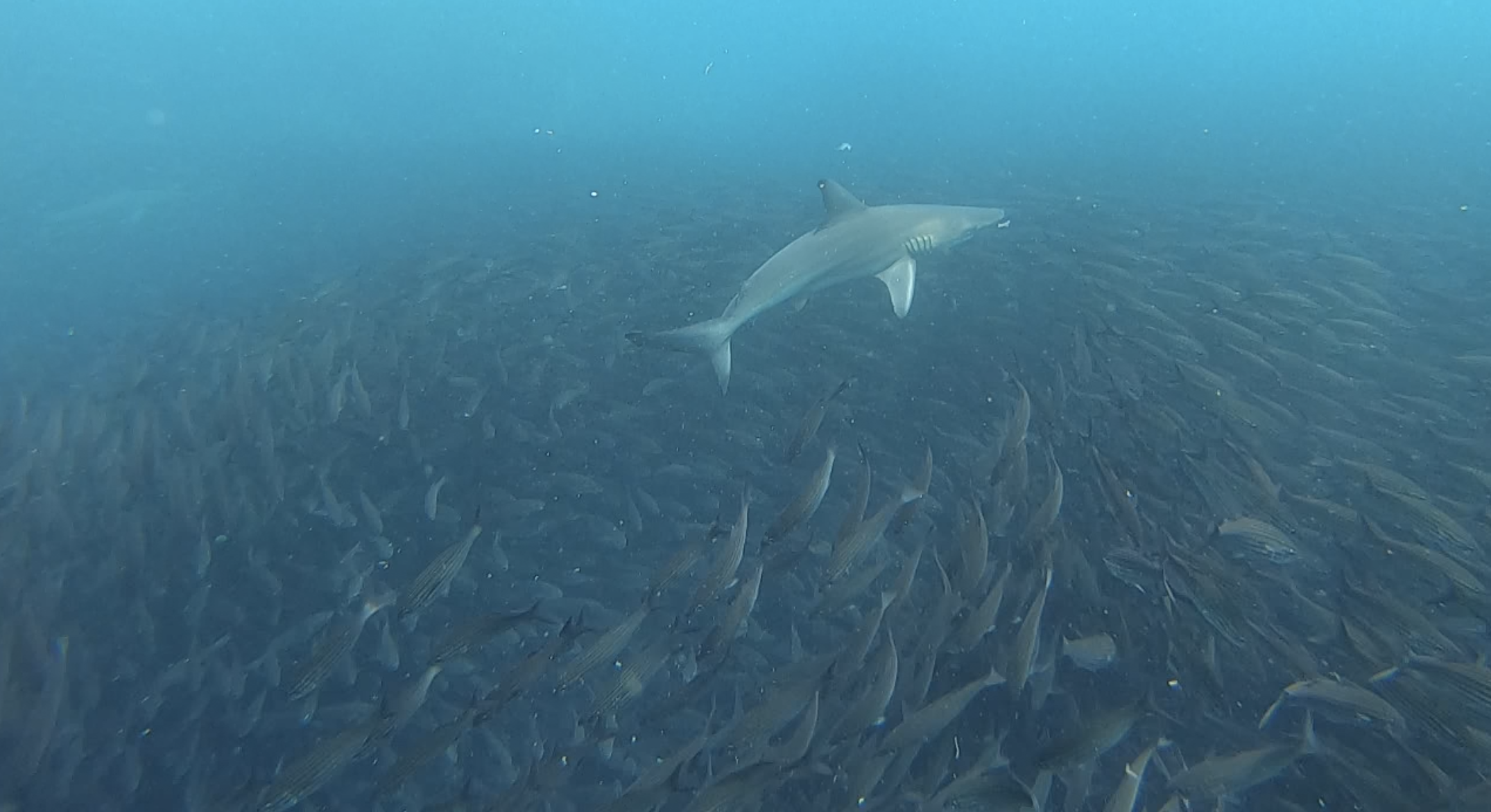 Reef shark full body bait ball