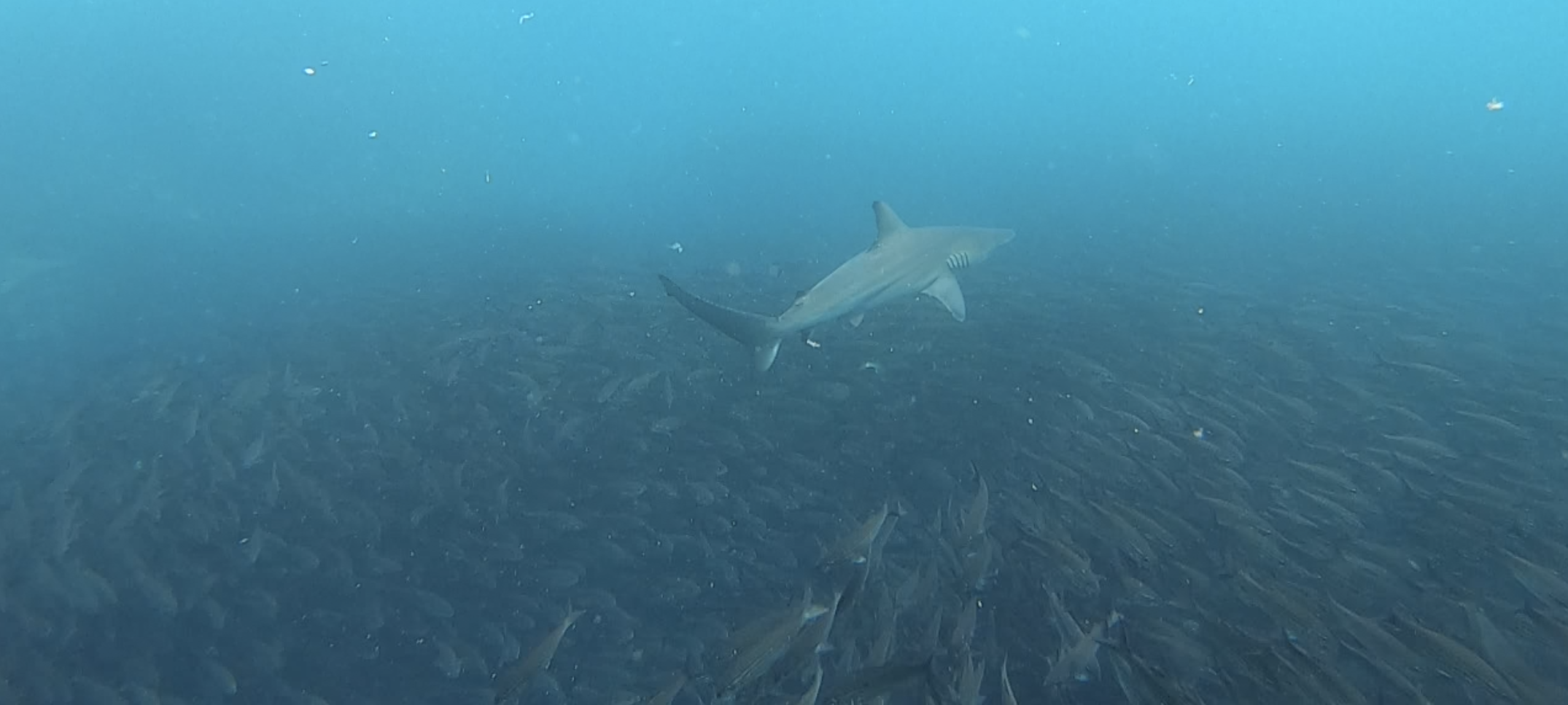 Shark hunting bait ball wide angle
