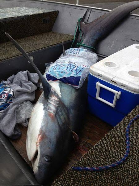 Shark specimen recorded during dockside sampling