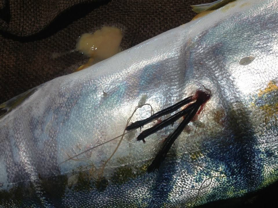 Tagged specimen showing dart tag placement
