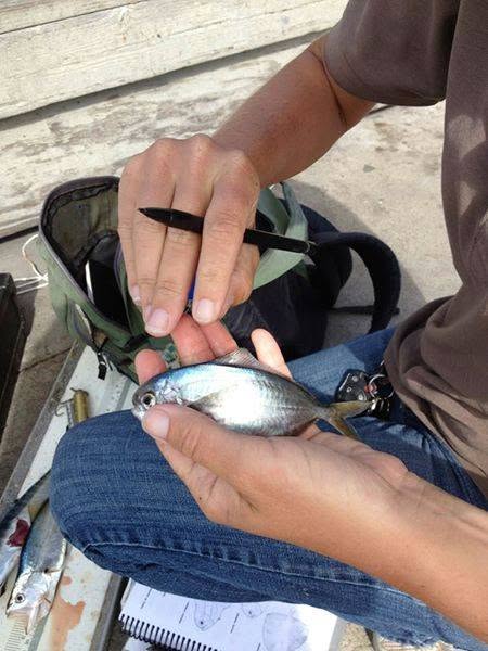 Species identification and measurement, dockside sampling