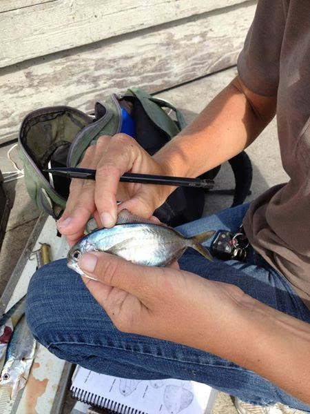 Recording biological data from an angler catch