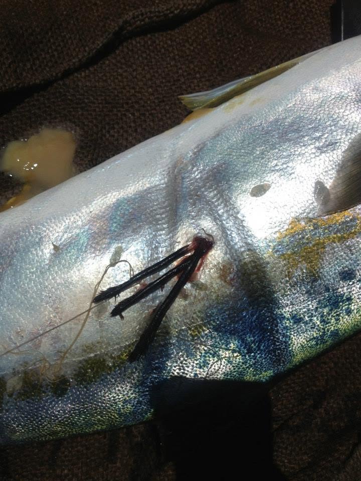 Close detail of dart tag application