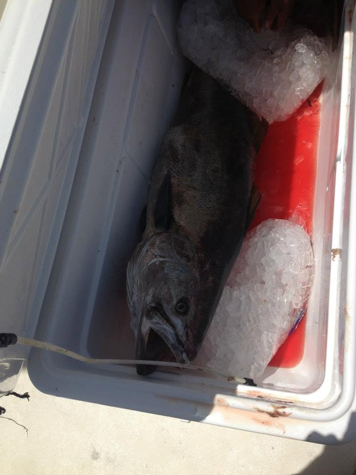 Specimen prepared for laboratory analysis, iced