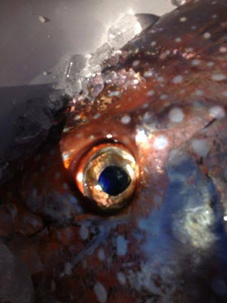 Close detail of opah eye and coloration