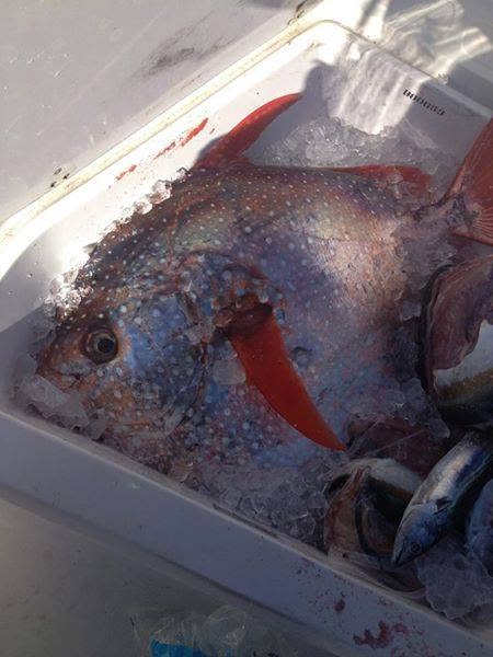 Opah specimen collected during sampling