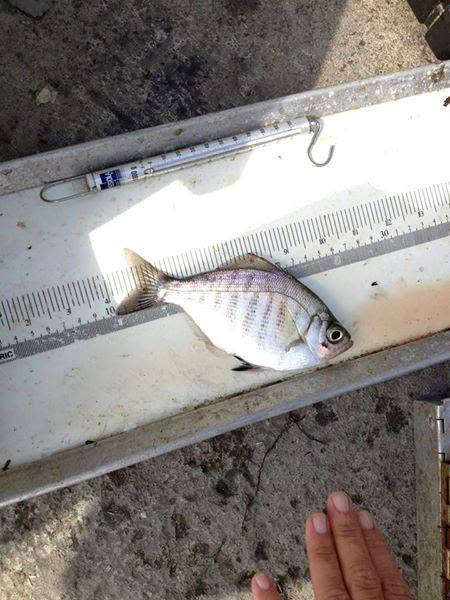 Measuring a specimen on the field measuring board