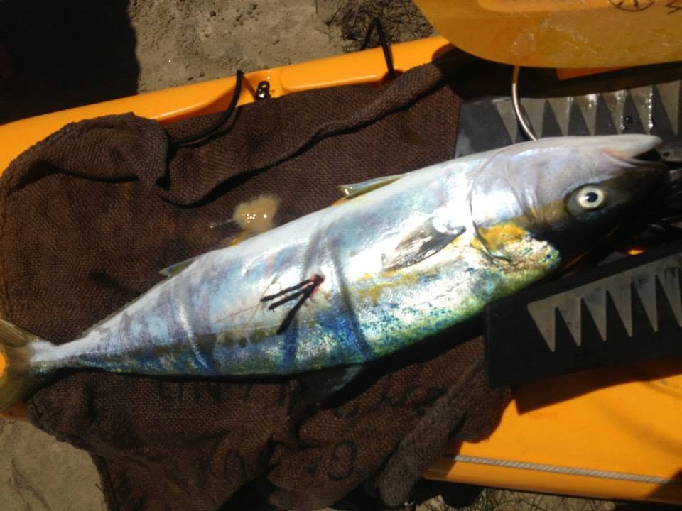 Tagged specimen aboard a kayak survey