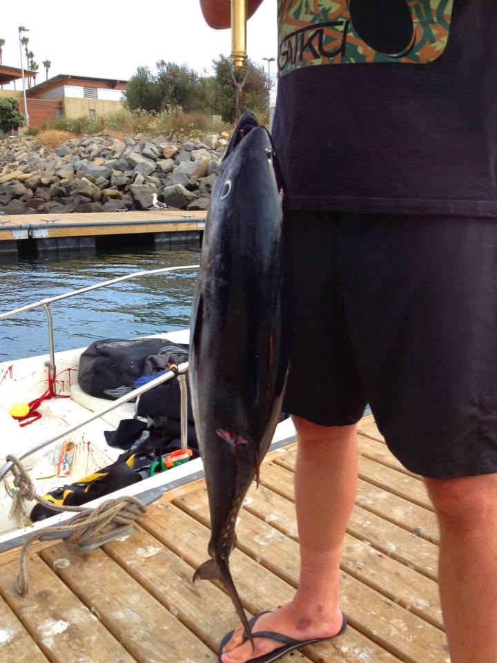Angler with yellowfin tuna, dockside