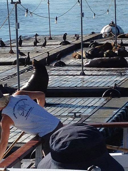 Sea lions and cormorants on the dock
