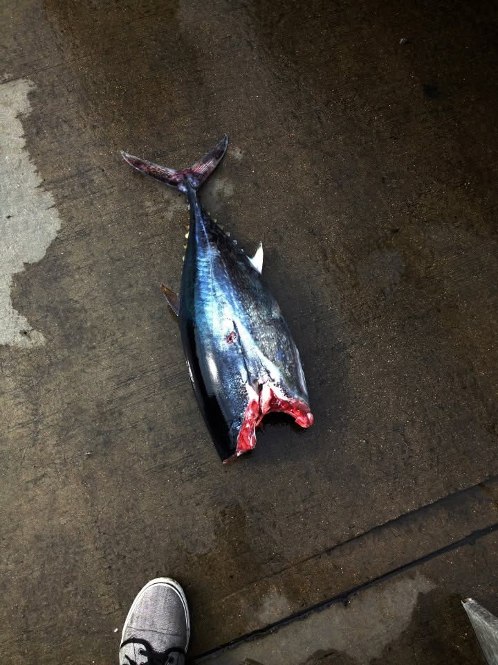 Specimen recorded at the launch facility