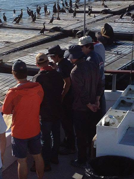 Observing sea lions and cormorants at the dock