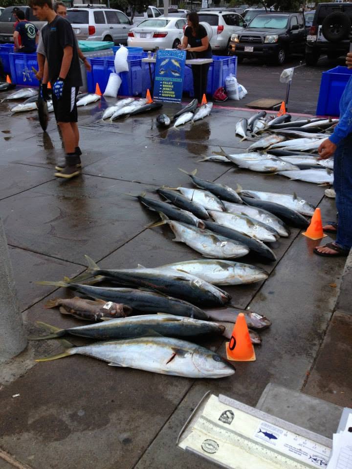 Catch laid out for identification at a San Diego landing