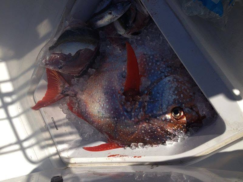 Opah specimen iced for later analysis