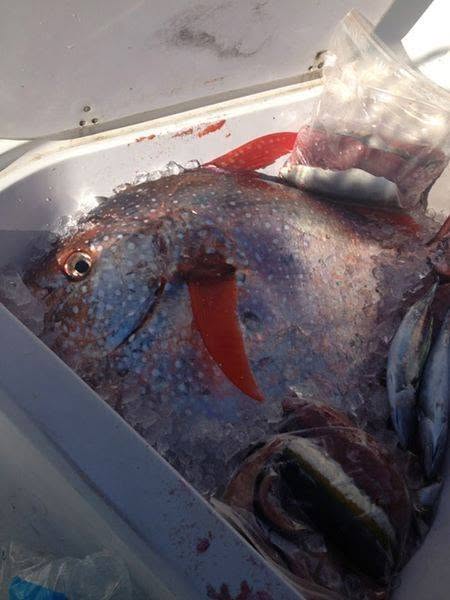 Opah specimen, detail of coloration