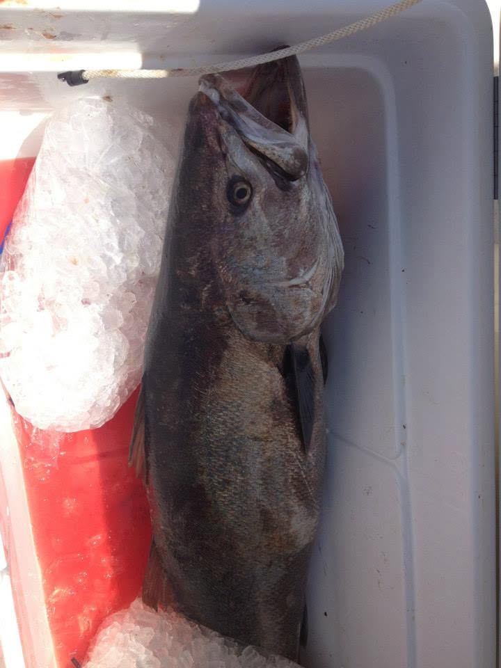 Specimen prepared for laboratory analysis
