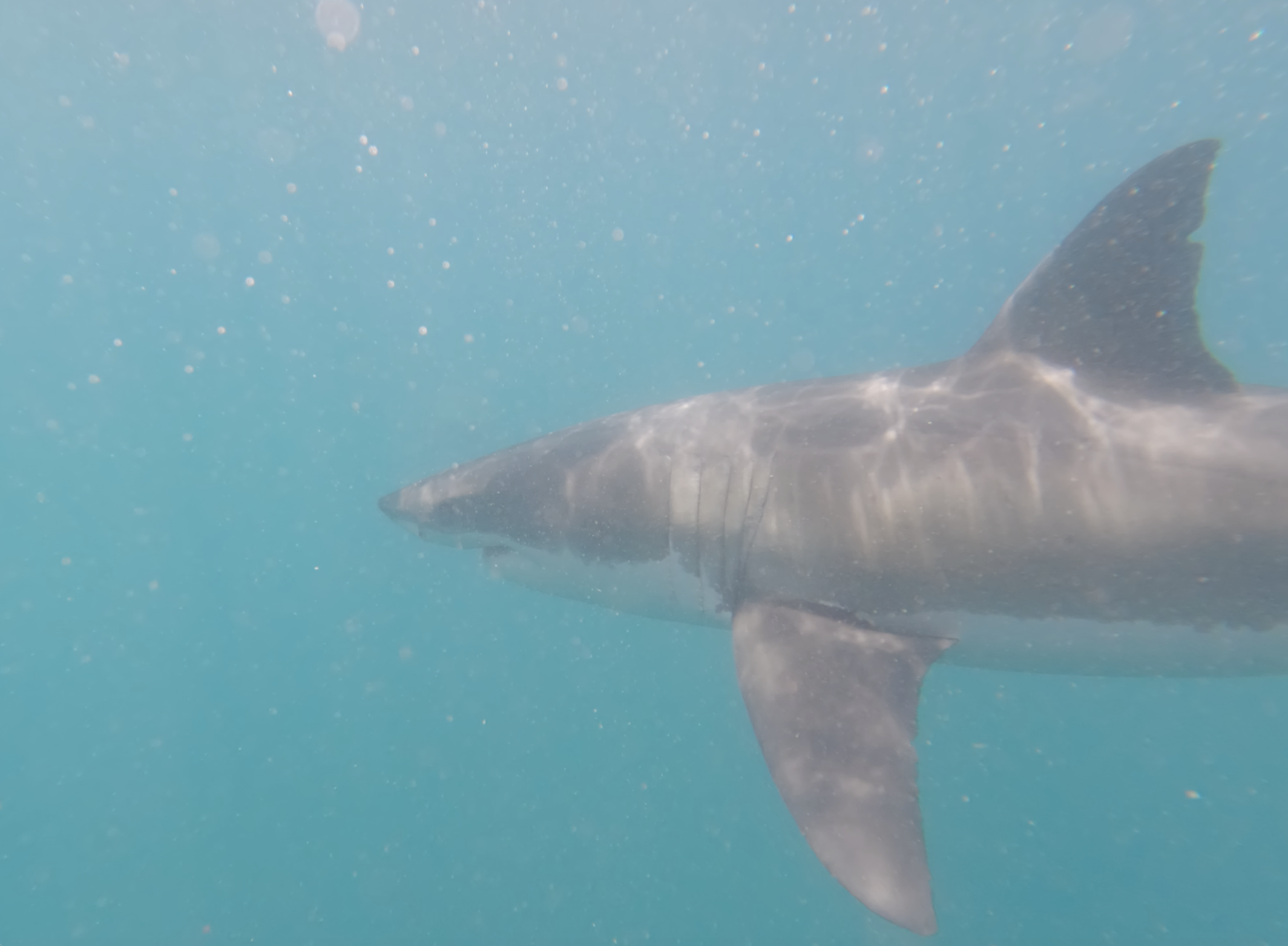 Great White dorsal body