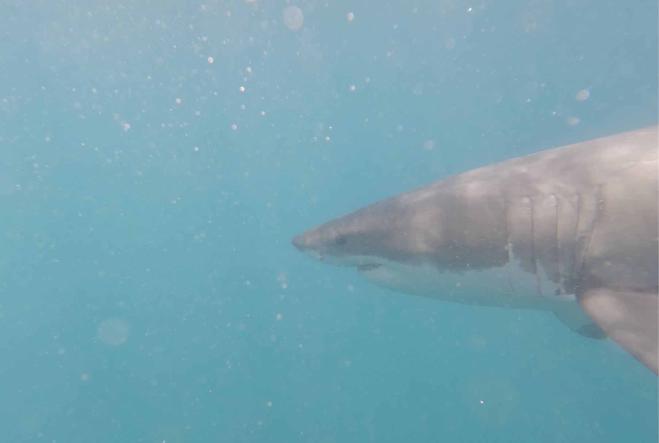 Great White snout lateral