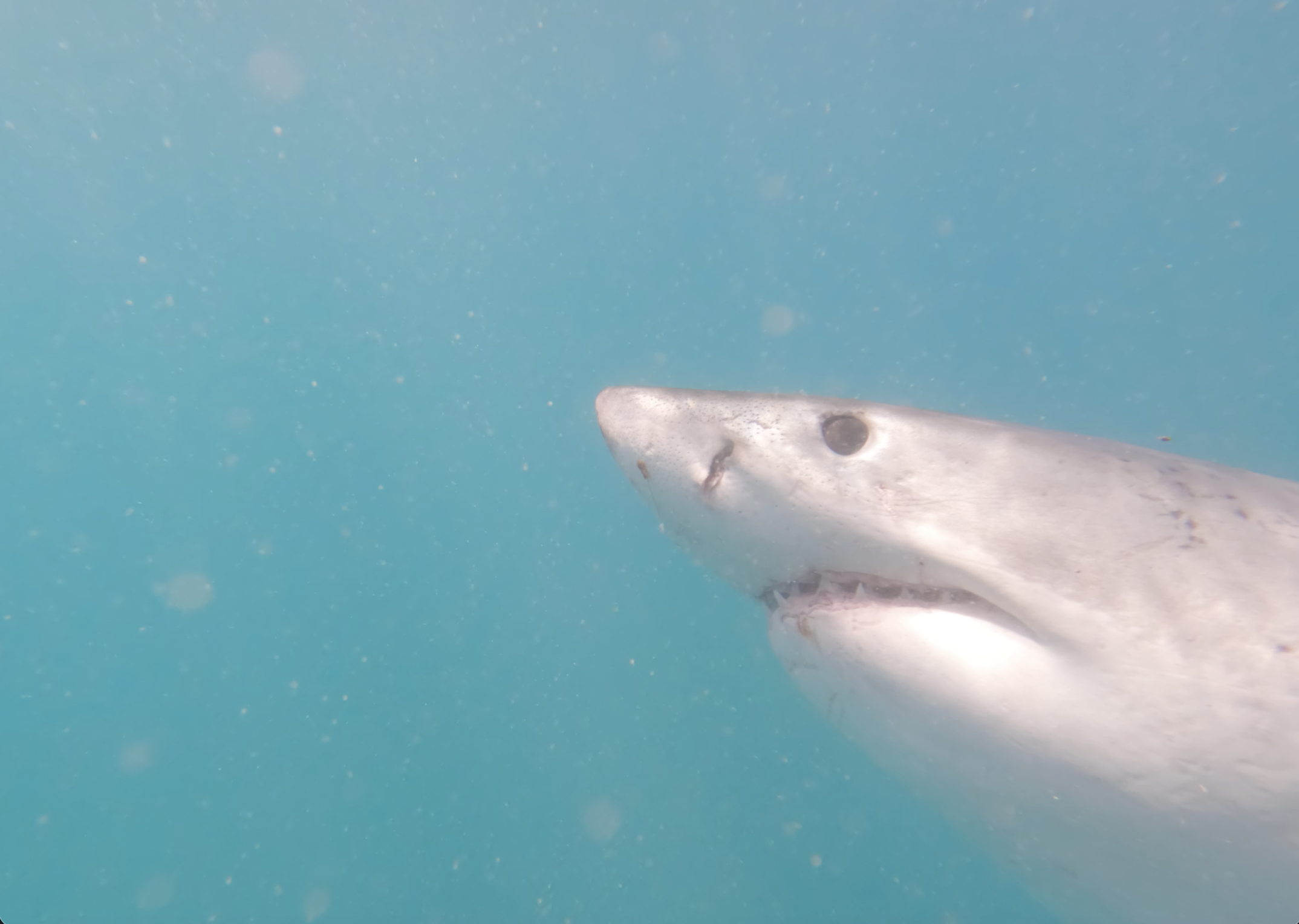 Great White rostrum close