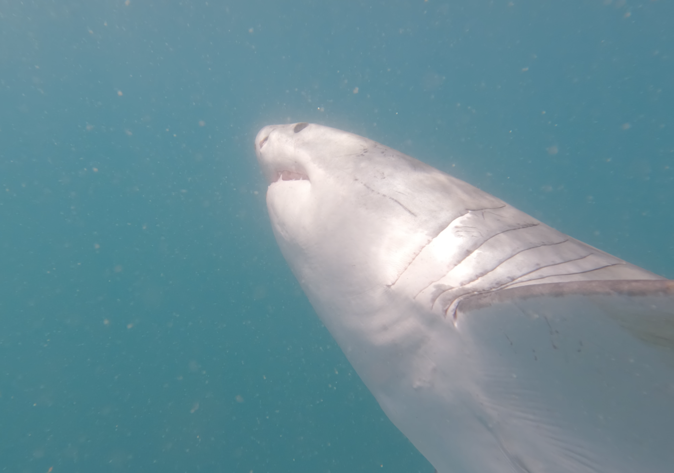 Great White underside