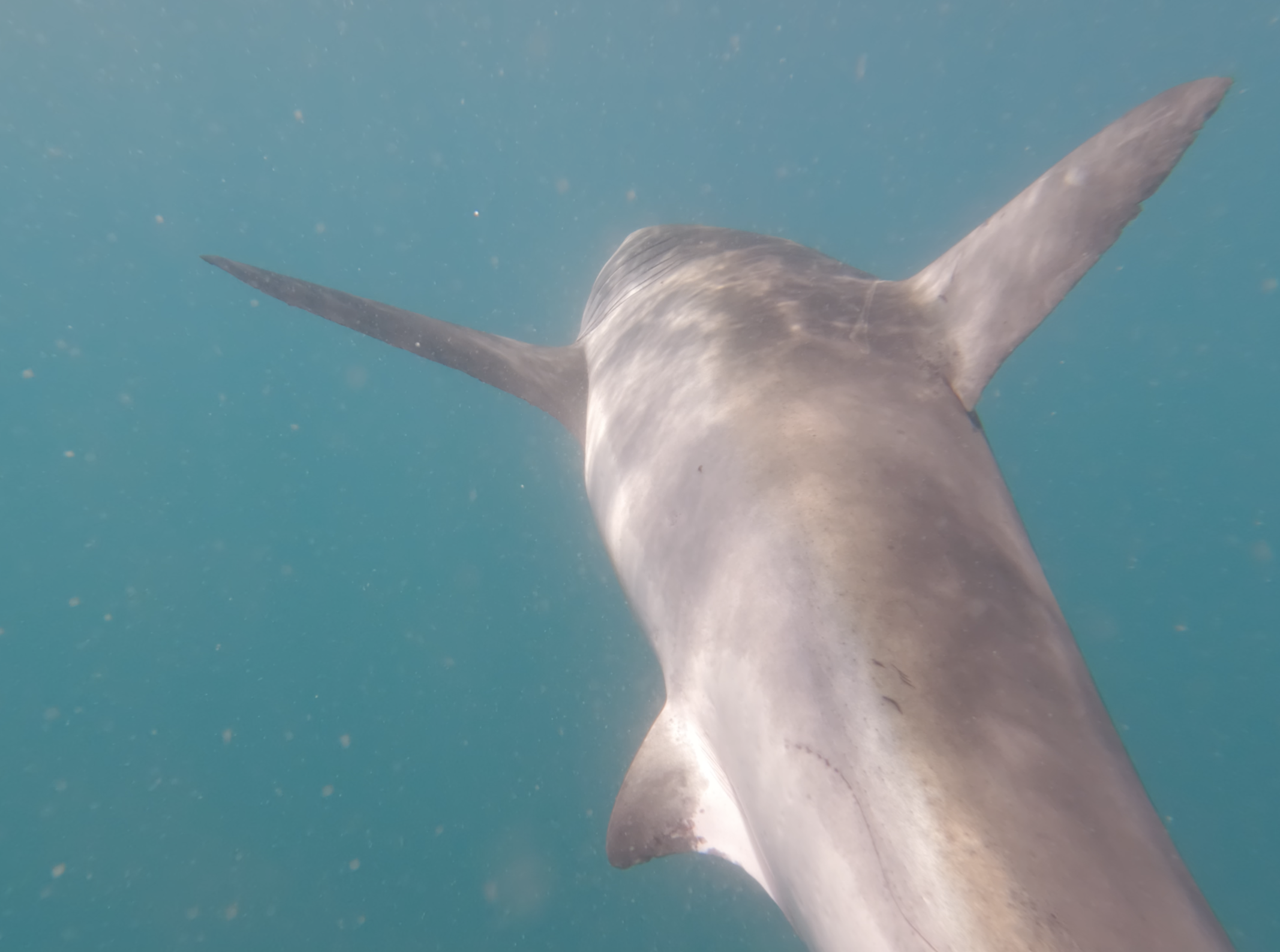 Great White dorsal from behind