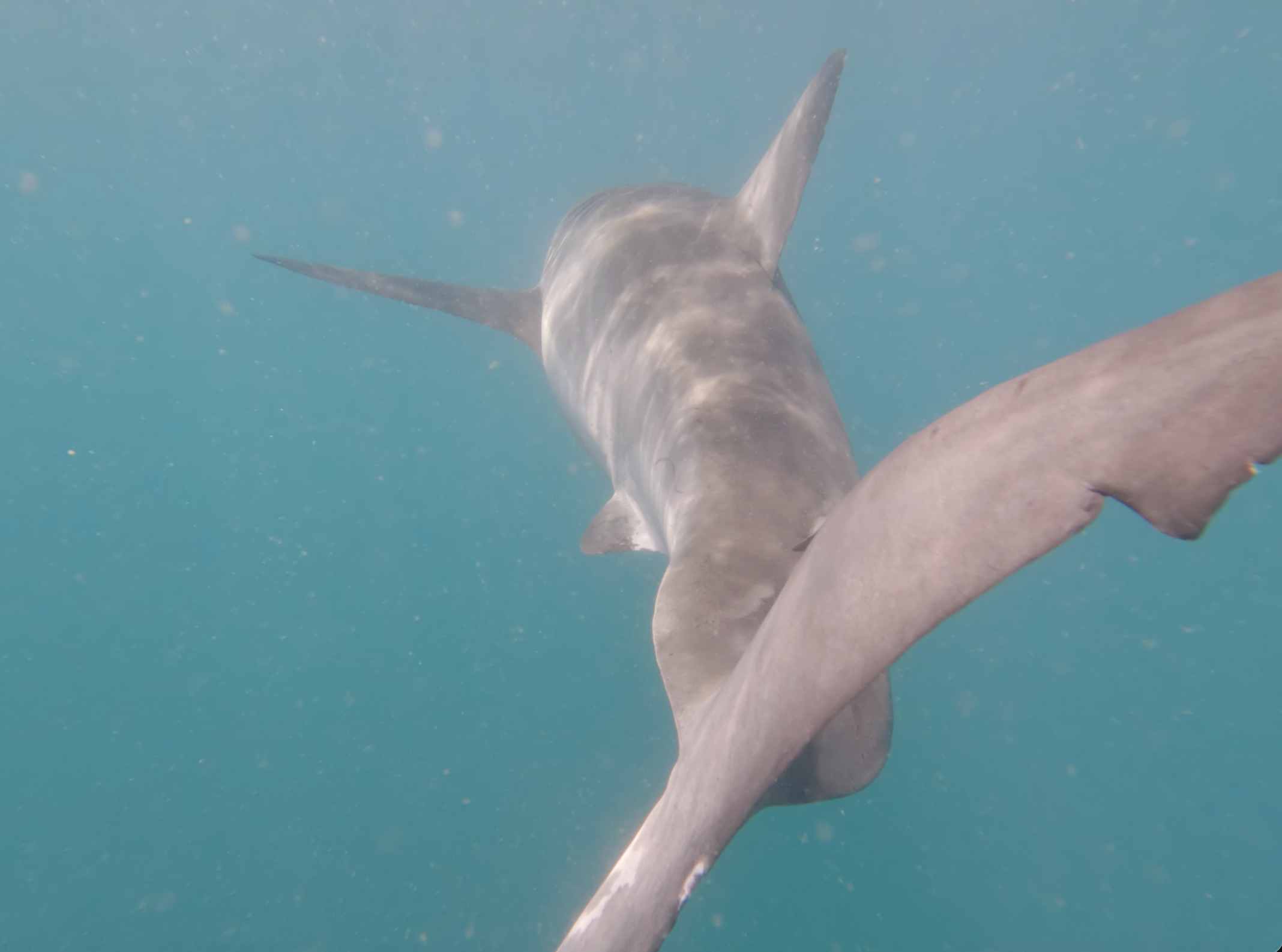 Great White from behind