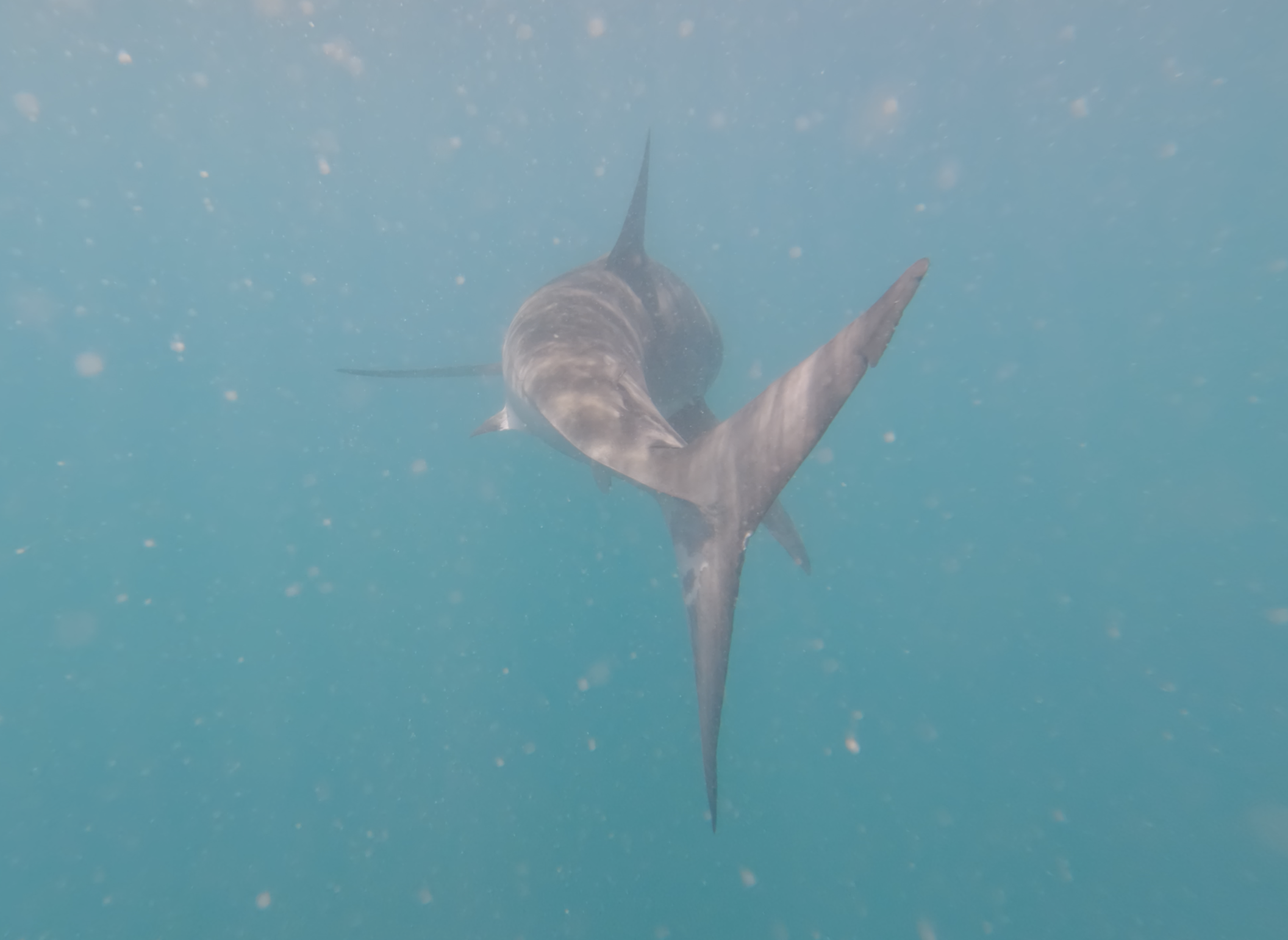 Great White direct approach