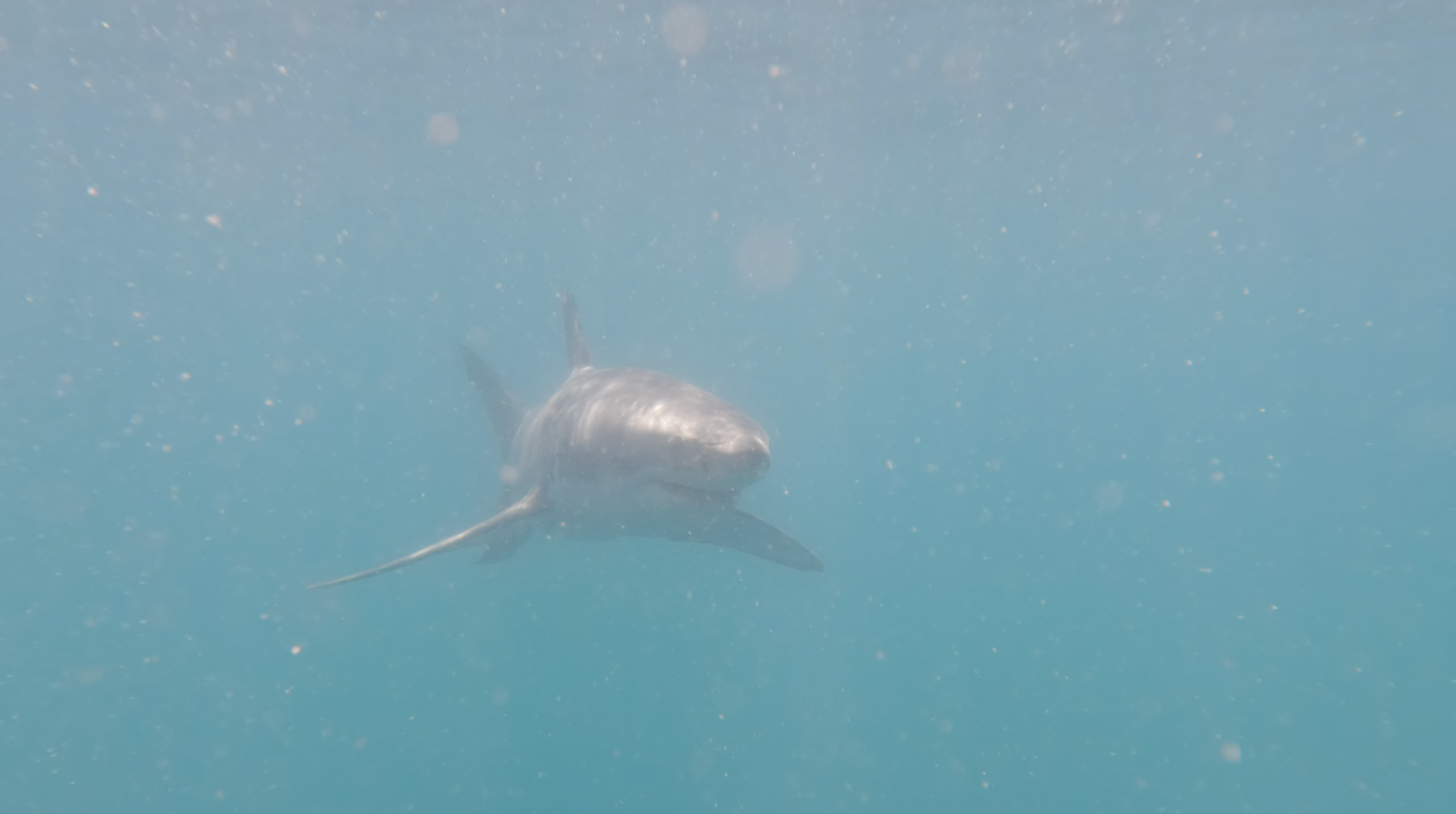Great White head-on