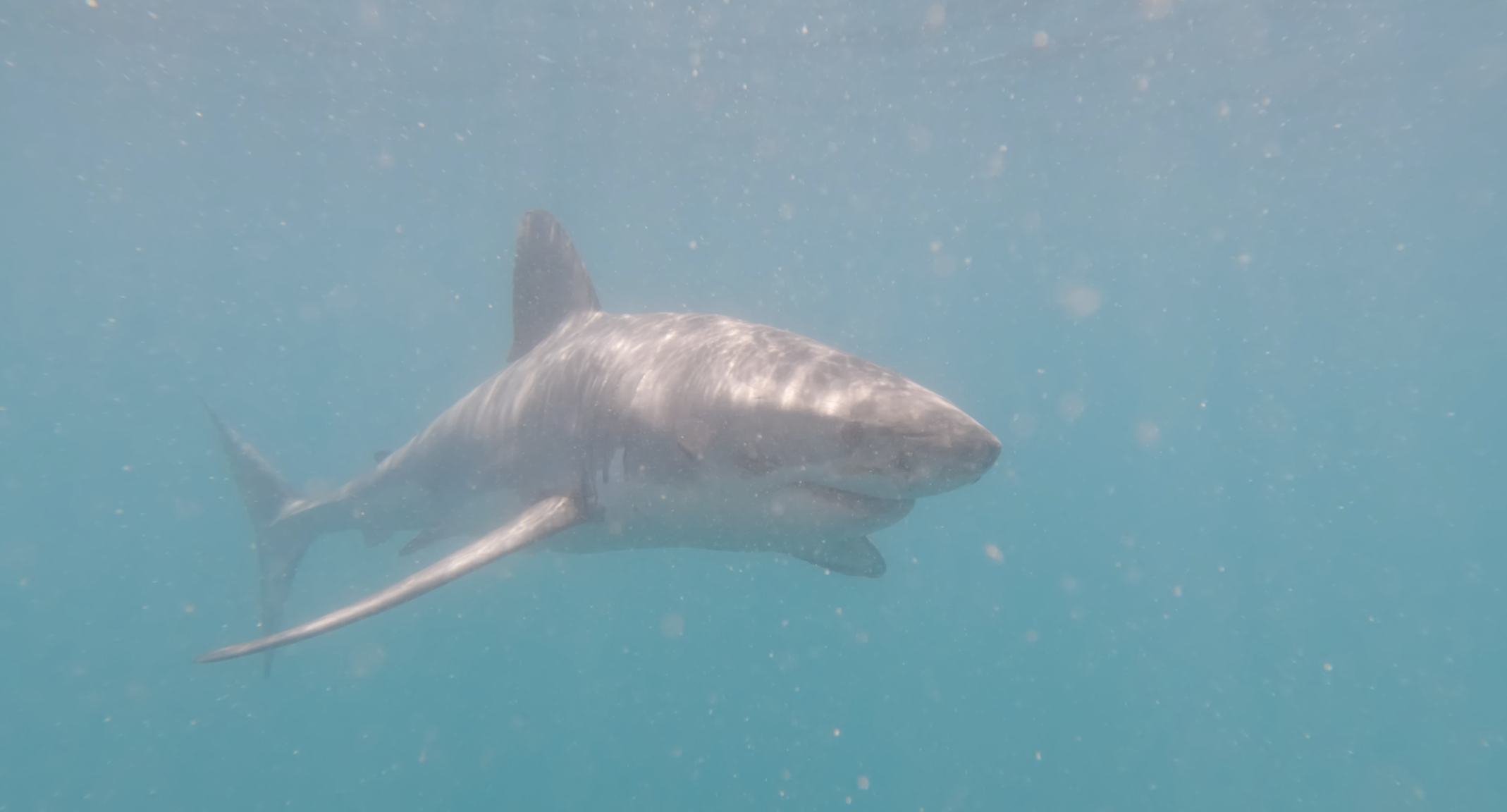 Great White Shark — full body lateral