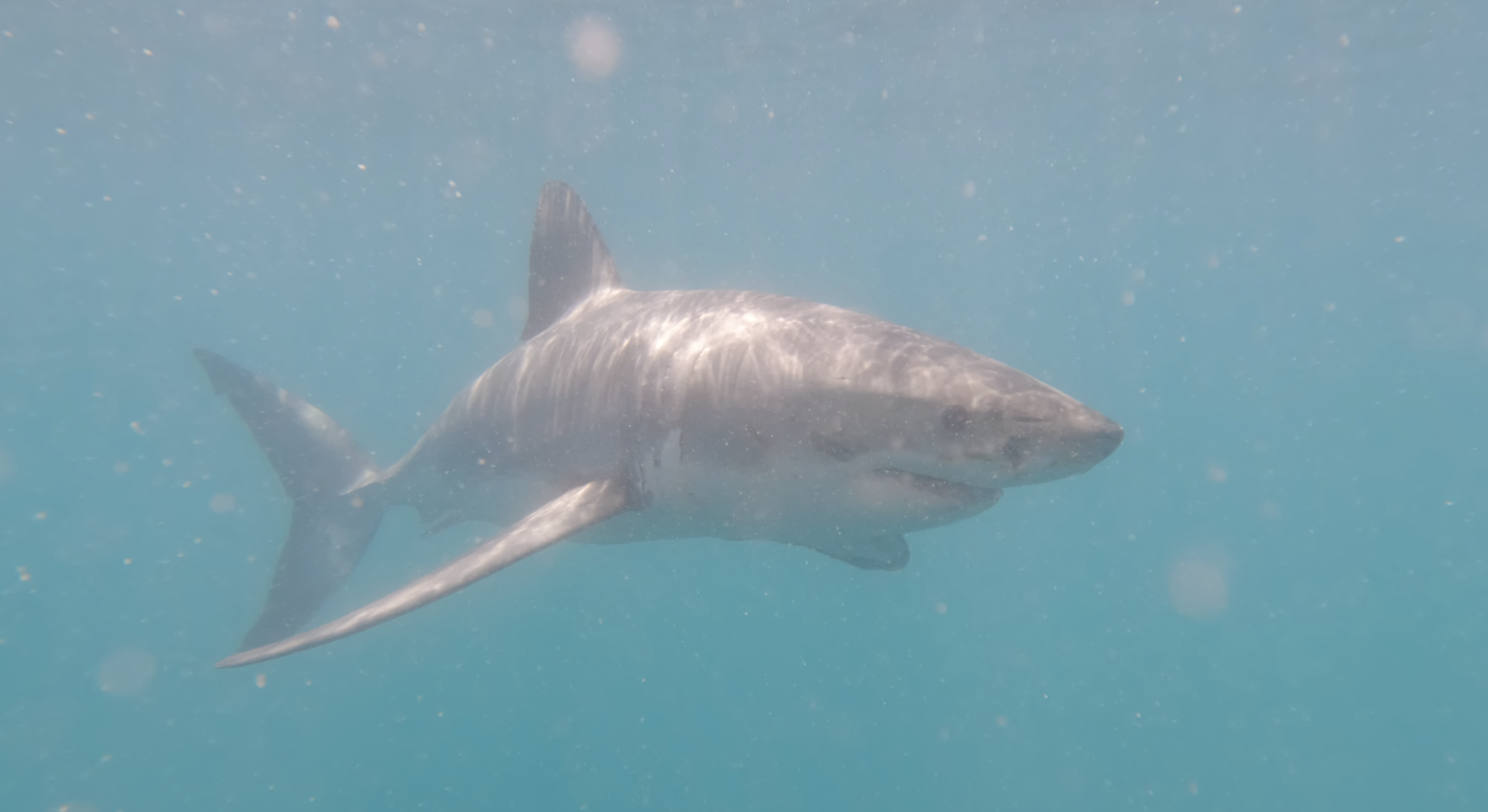 Great White full body approach