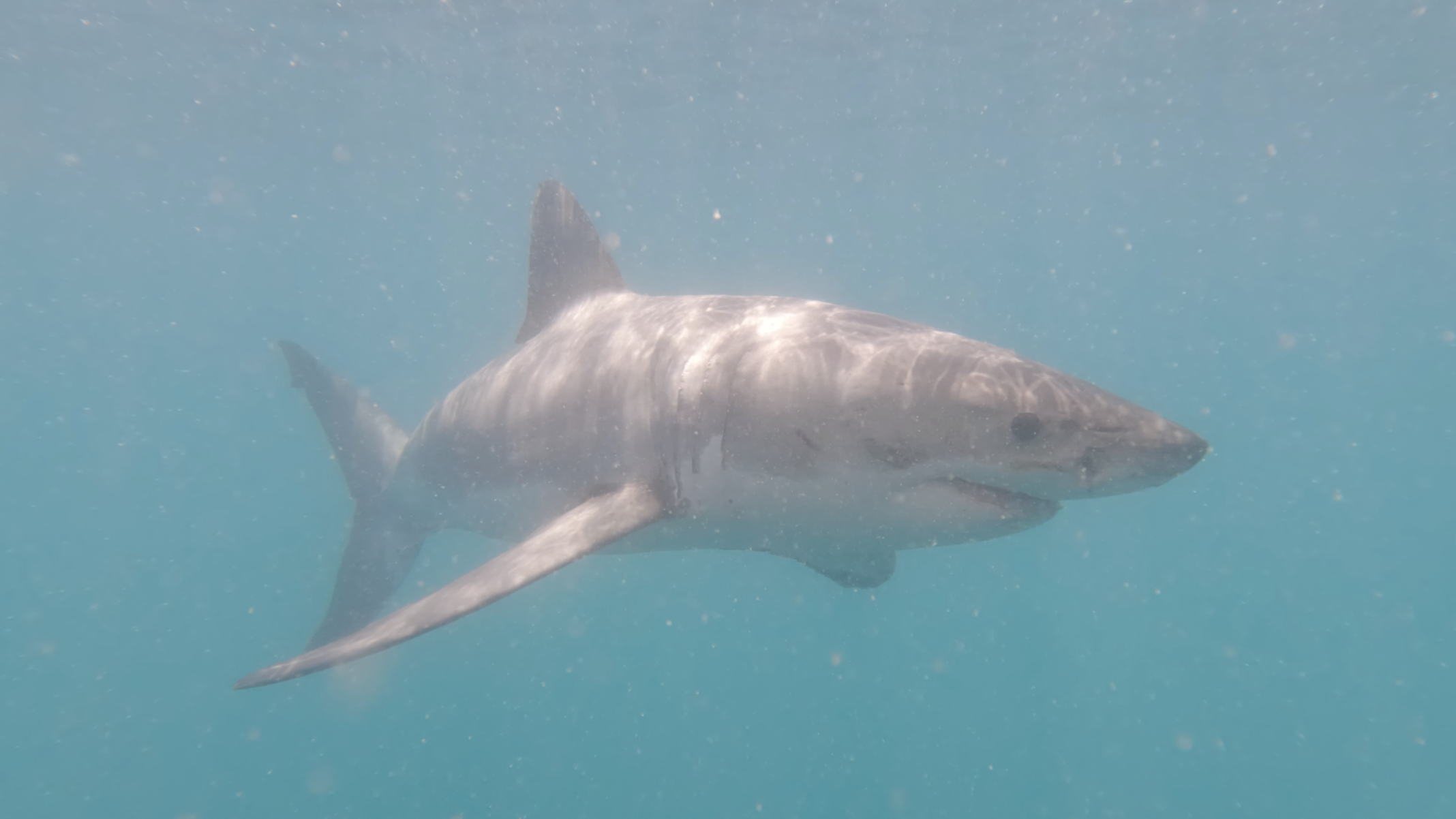 Great White lateral full