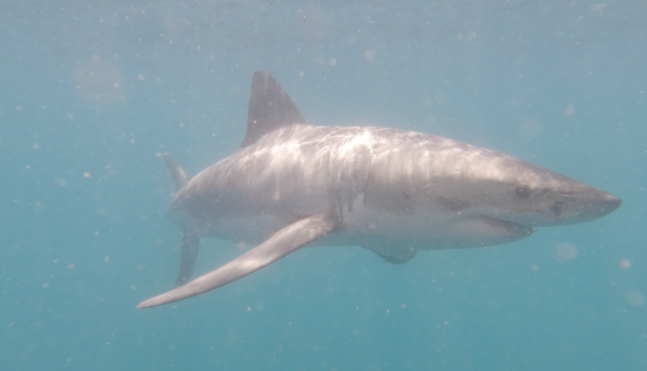 Great White passing