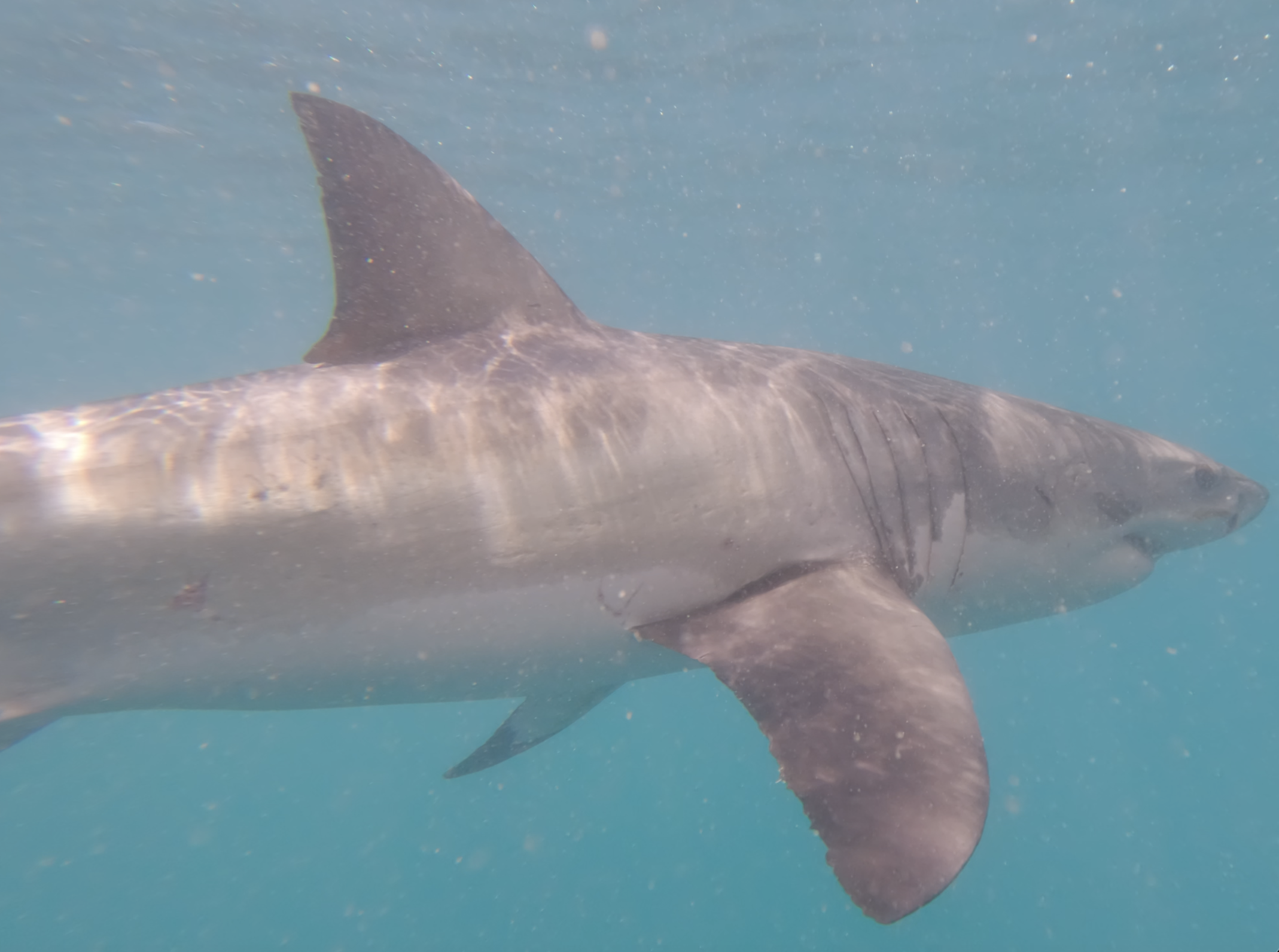 Great White pectoral fin