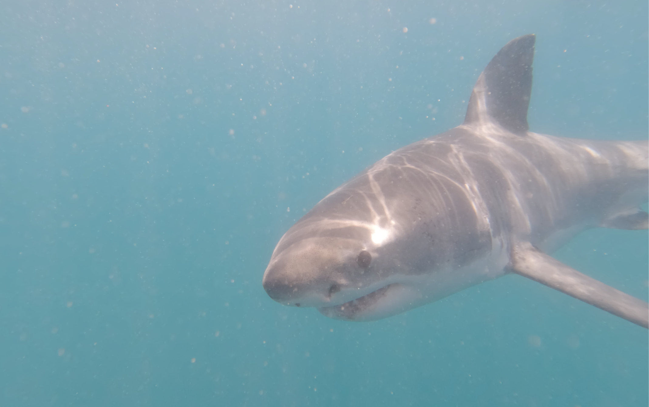 Great White passing close