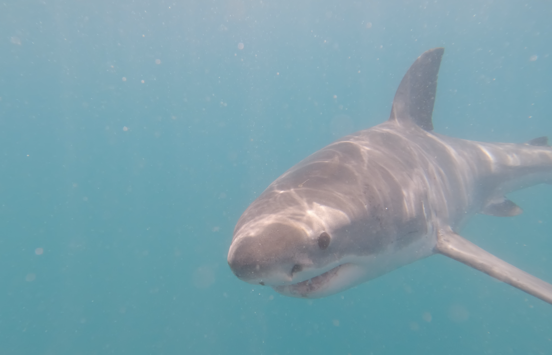 Great White head approaching