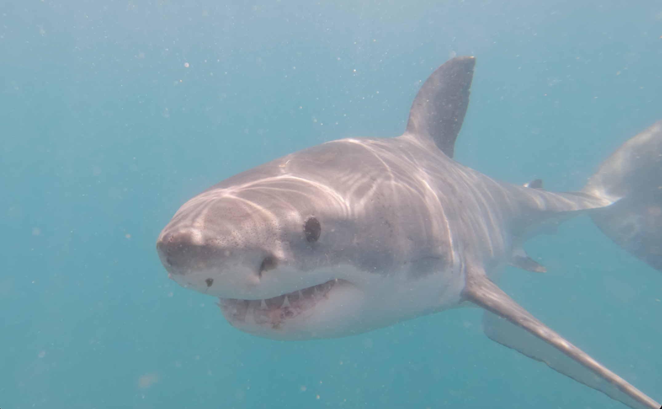 Great White head detail