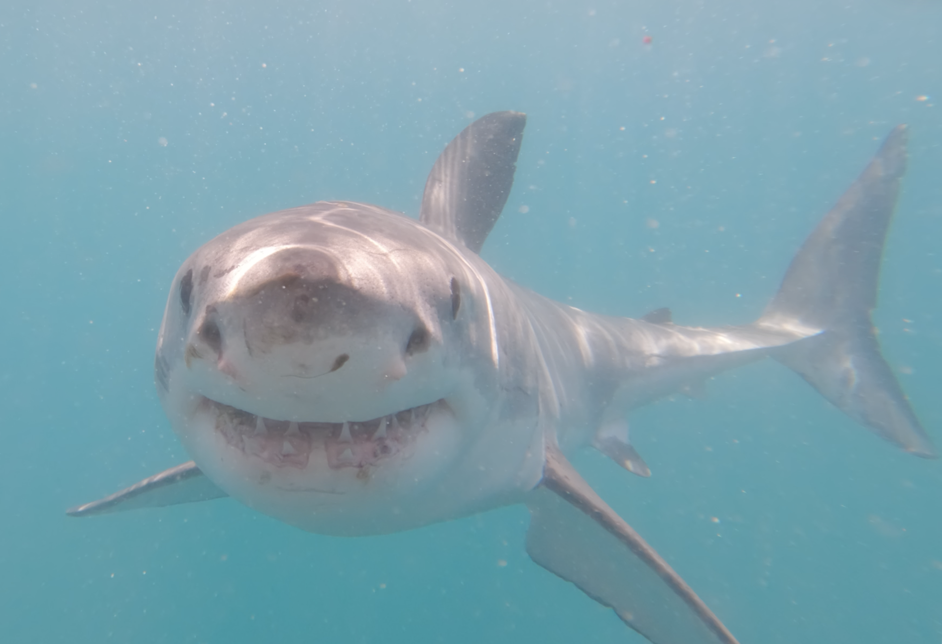 Great White direct approach