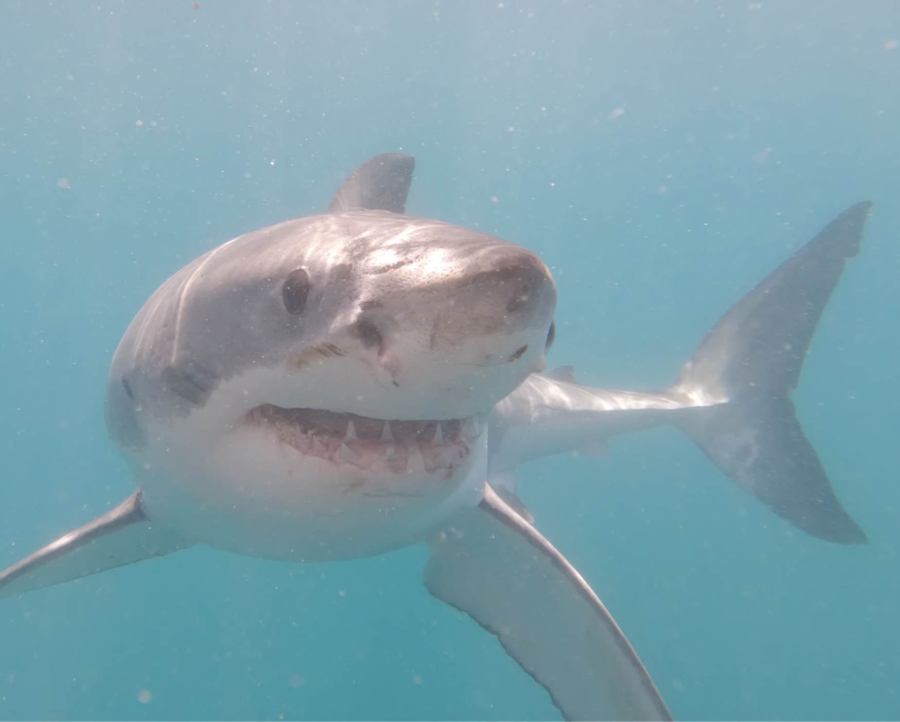 Great White close face-on