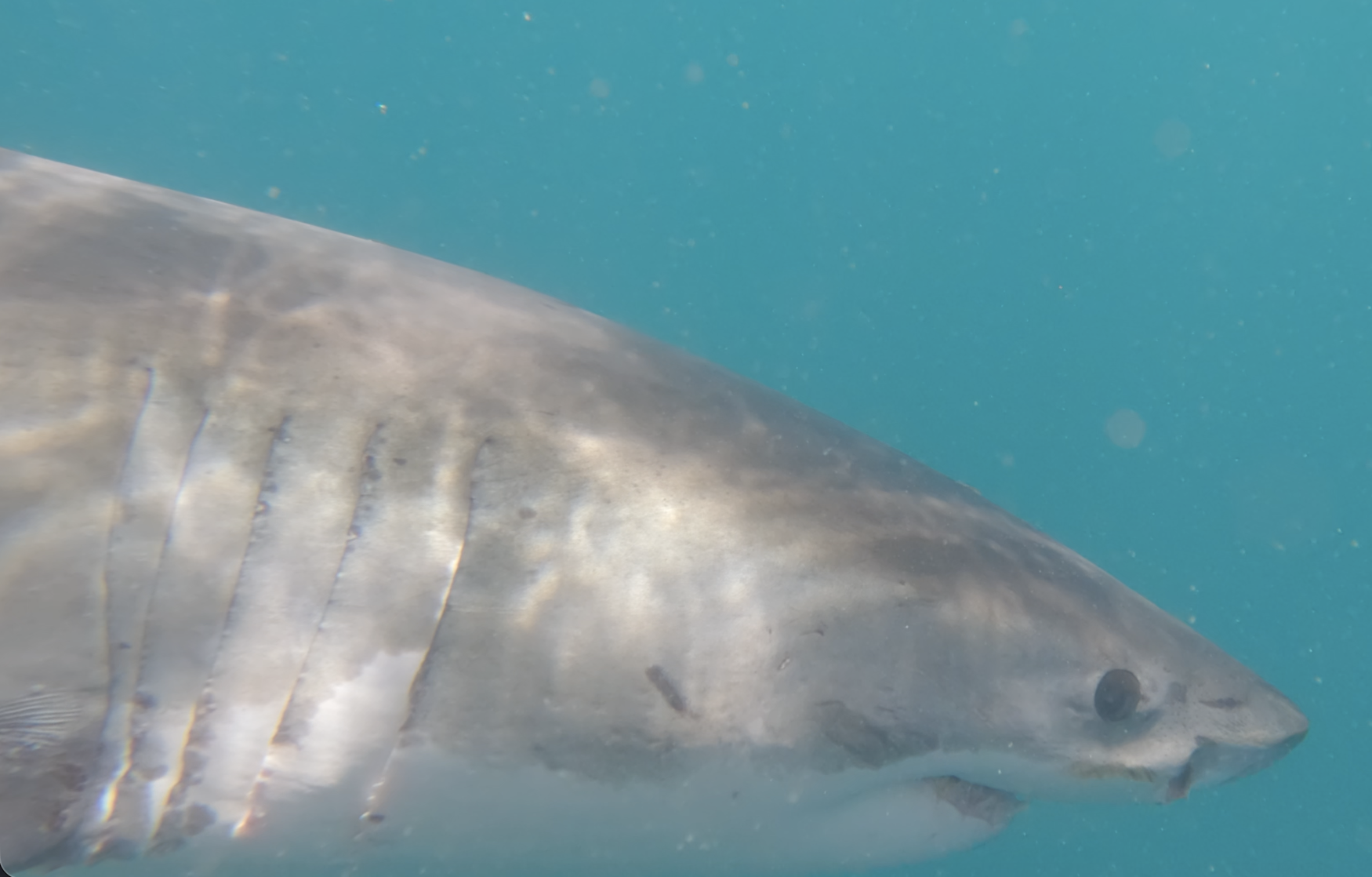 Great White gill detail