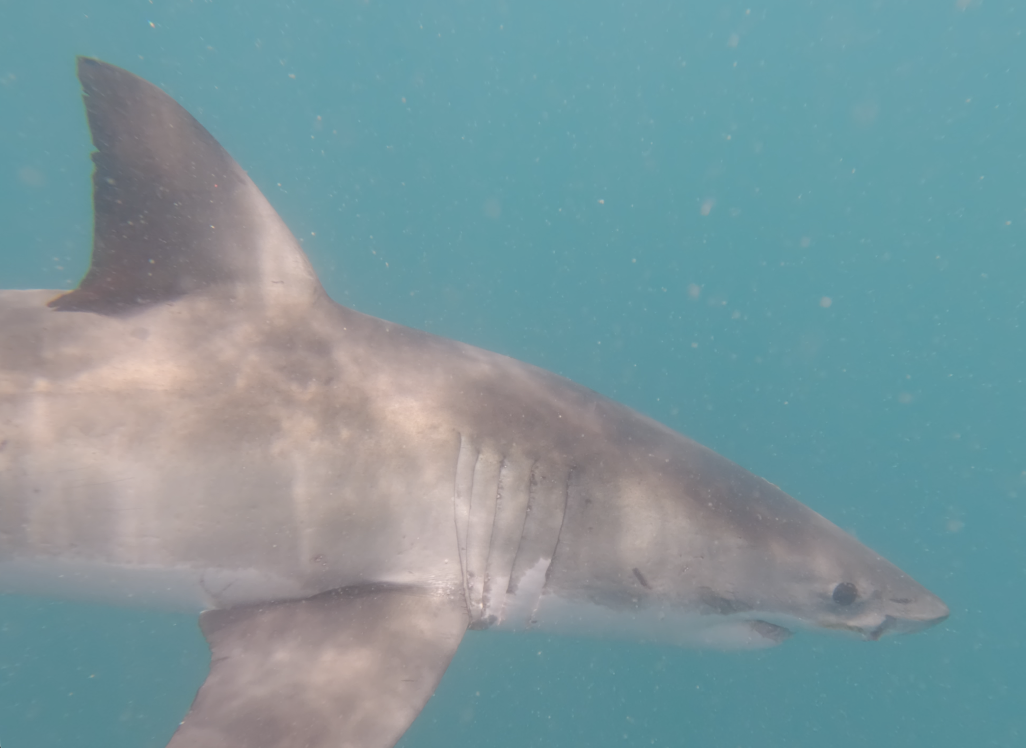 Great White dorsal and head