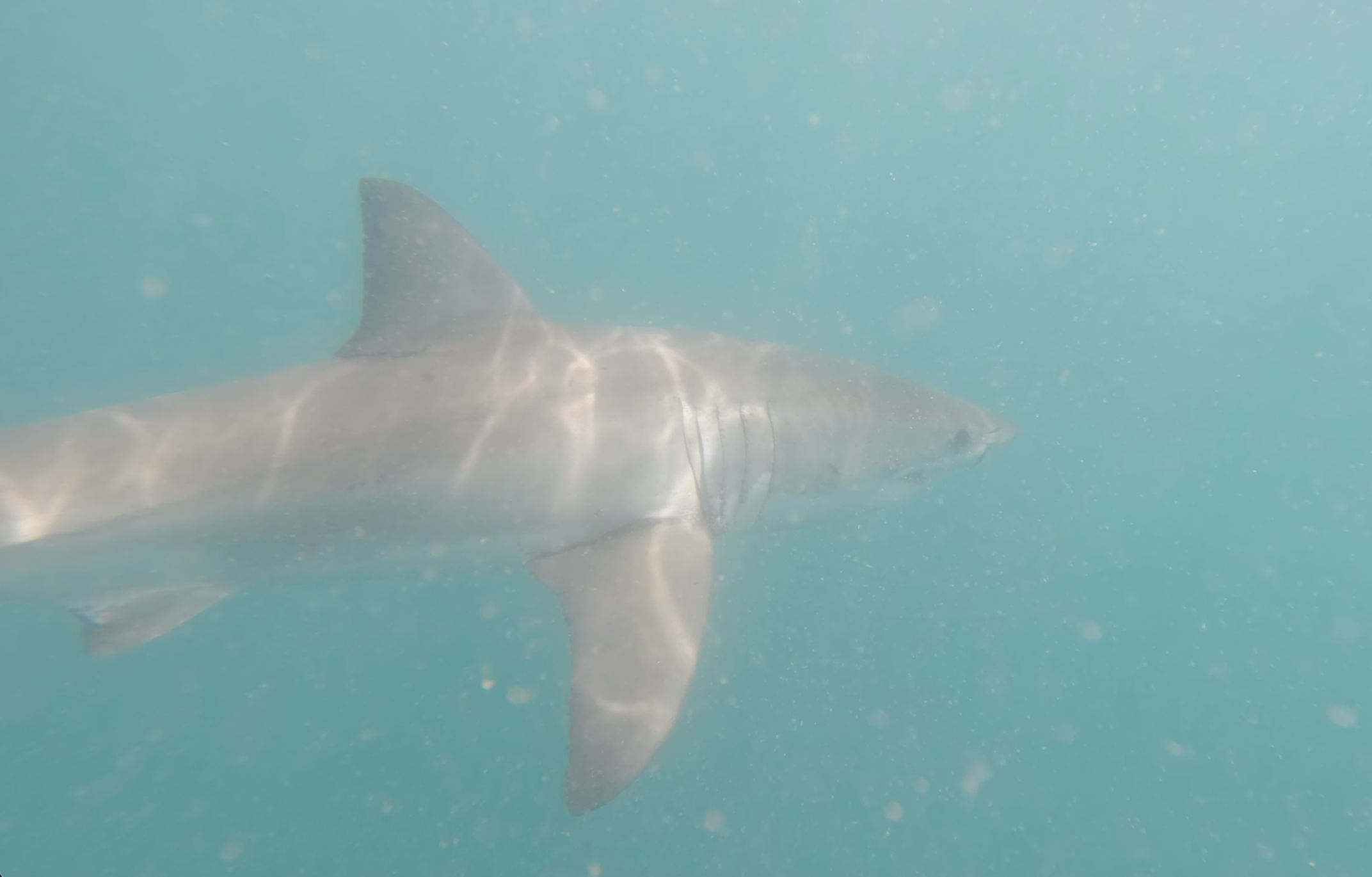 Great White dorsal mid-water