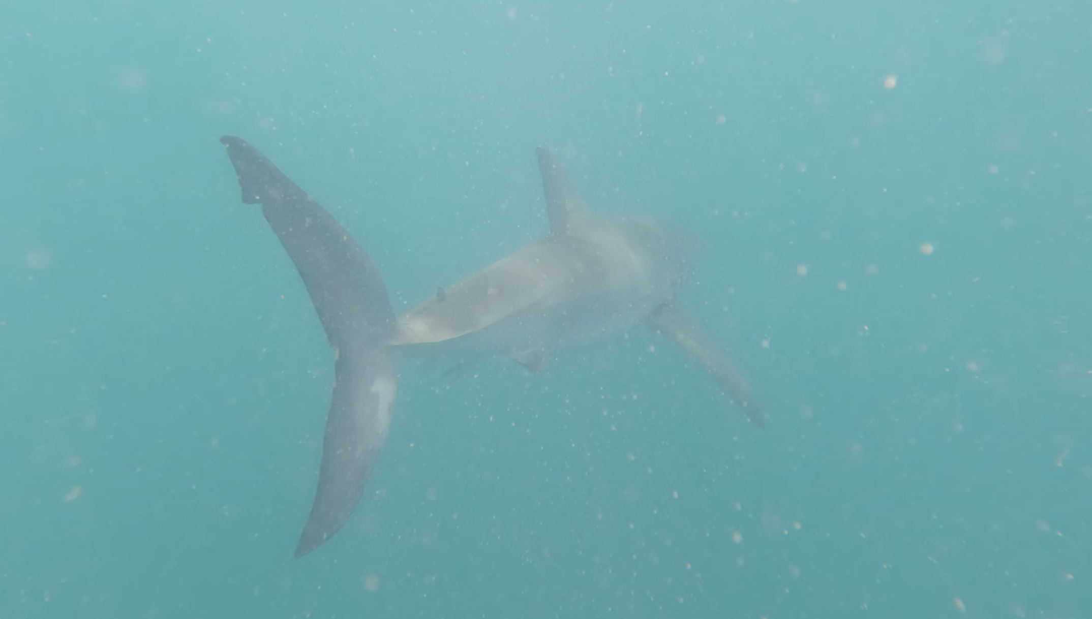 Great White caudal fin trailing