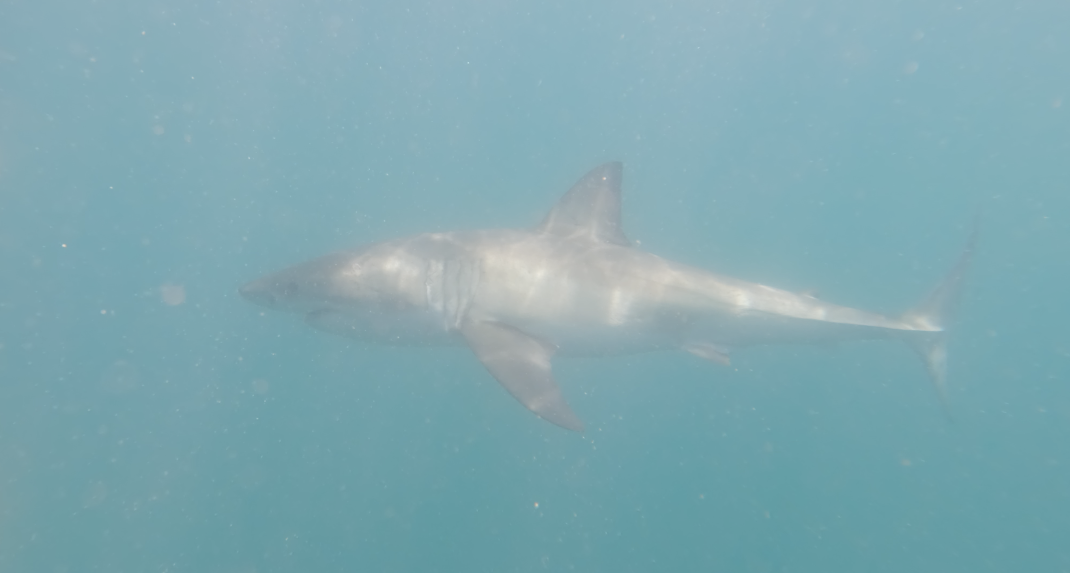 Great White full body lateral distant