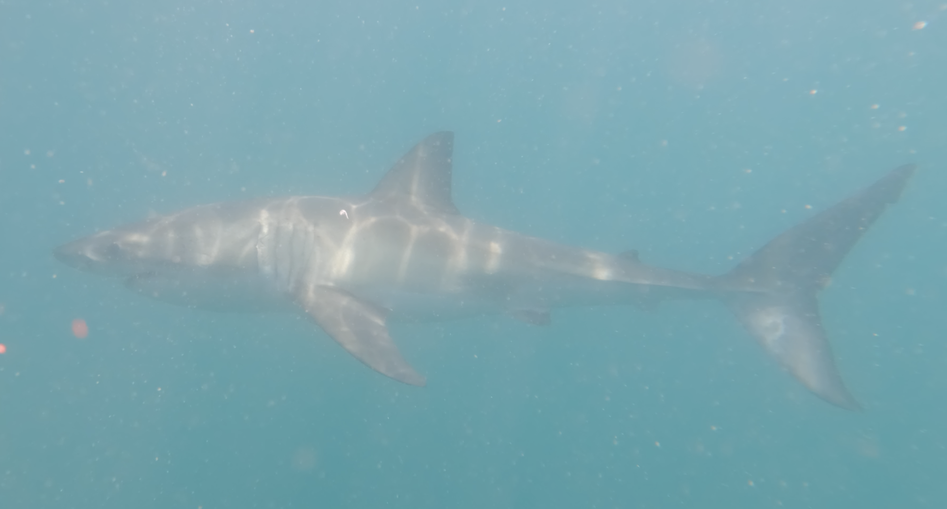 Great White full body with caudal